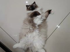 -鼓捣猫呢主题猫咖店