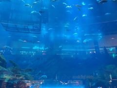 -迪拜水族馆及水下动物园