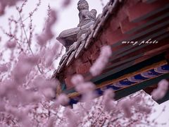 -桃花堤公园