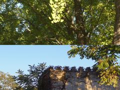 -三里屯东五街银杏大道