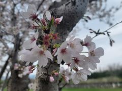 -长田漾湿地公园