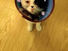-萌喵宠狗爱心宠咖