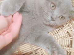 -共舞时光猫咖·狗咖(新街口店)