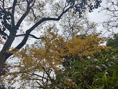 -秋霞圃