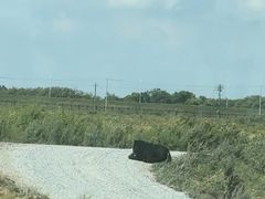 -黑瞎子岛探秘野熊园