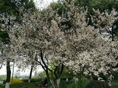 -昆山城市生态森林公园