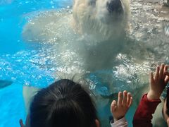 -海合安武汉极地海洋公园