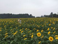 -保利石象湖景区