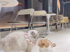 -怪兽屋·羊驼·猫咖·狗咖(俊华广场店)