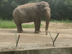 -合肥野生动物园