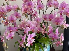 -双季花艺园艺市场(浦东店)