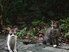-燕晗山郊野公园