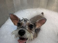 -PETKIT小佩宠物·低压洗护(国顺东路店)