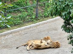 -大连森林动物园