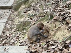 -苏州上方山国家森林公园