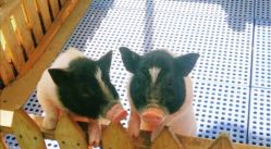 -萌宠亲子动物乐园(槐房万达店)