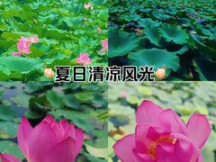 -白洋淀景区