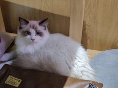 -滚猫咖啡·猫咖·猫友好撸猫(未来城店)