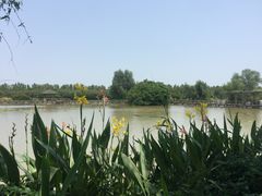 -大湾区中央湿地公园