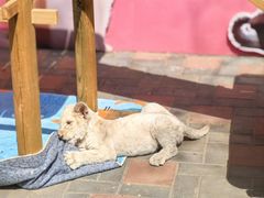 -北京野生动物园