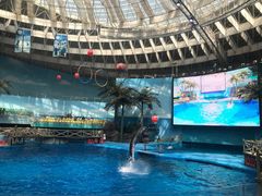 -海合安成都极地海洋公园