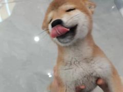 -柴犬小屋·柴餐厅·狗咖食堂(金鼎广场店)