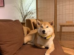 -柴务处·柴犬主题狗咖