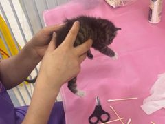 -北京观赏动物医院·24小时大型综合·猫专科·异宠专科