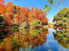 -上海共青森林公园