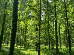 -黄海国家森林公园