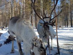 -北极村旅游风景区