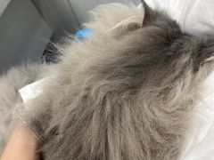 -博特宠物医院24h犬猫全科.骨科·异宠