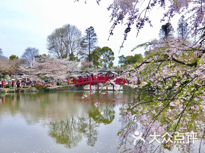 東湖磨山櫻花園-圖片-武漢周邊遊-大眾點評網