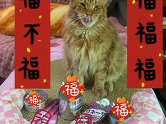 -帕帕拉兹宠物(亚洲旗舰店)