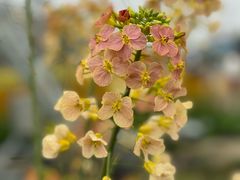 -中国天府农业博览园