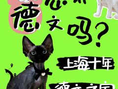 -70cat德文卷毛猫·缅因猫纯种猫舍