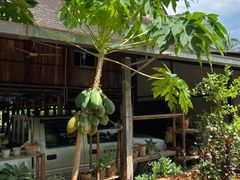 -西双版纳傣族园