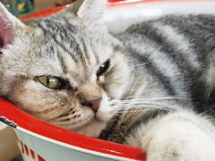 -平行世界·猫咖(首经贸店)