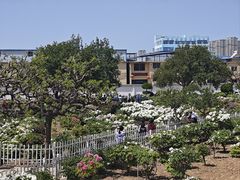 -曹州百花园