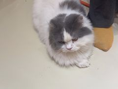 -三花喵·撸猫购宠·宠物生活馆(虹桥南丰城店)