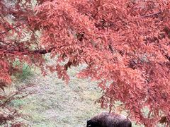 -神户市立六甲山牧场