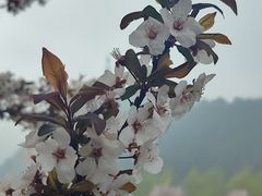 -王顺山国家森林公园
