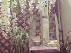 iphone_upload_pic-燕庭·纯燕窝·甜品下午茶(南京西路店)
