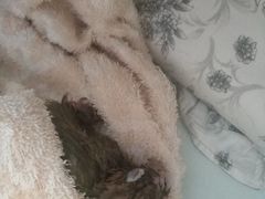 -雨林宠物医院 非犬猫异宠专科