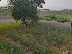 -密云玫瑰情园