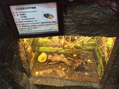 -上海大自然野生昆虫馆(东方明珠·爬宠昆虫探索中心)