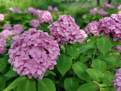 -上海滨江森林公园