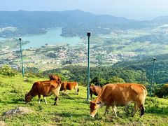 -大姆山草场