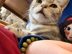 -猫猫幼稚园·撸猫·桌游·电玩