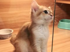 -猫十亿·布偶金渐层·曼基康矮脚猫舍(青年路店)